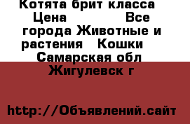 Котята брит класса › Цена ­ 20 000 - Все города Животные и растения » Кошки   . Самарская обл.,Жигулевск г.